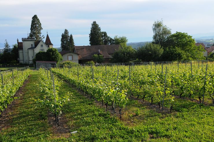 Vignes